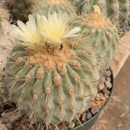 Copiapoa haseltoniana cactus shown flowering