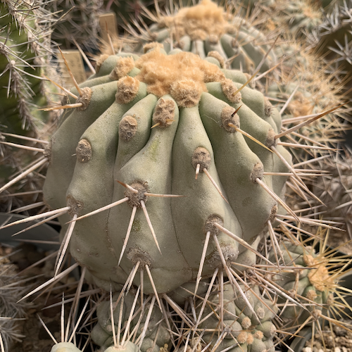 Copiapoa haseltoniana cactus shown flowering
