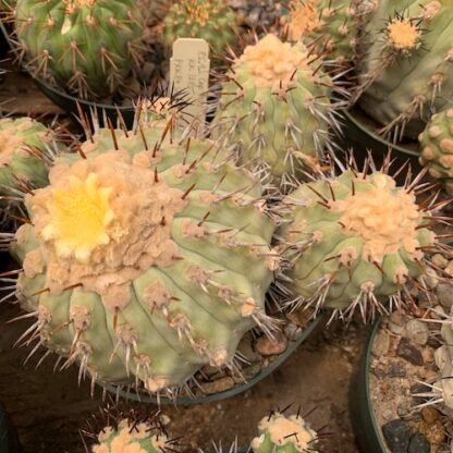 Copiapoa tigrillensis cactus shown flowering