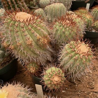 Copiapoa tigrillensis cactus shown in pot