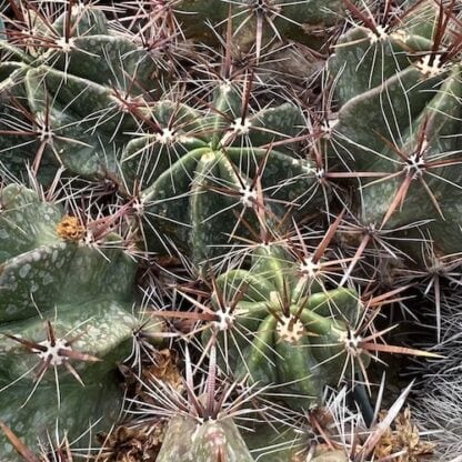 Ferocactus robustus cactus shown in pot