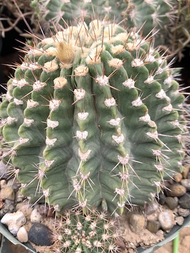 Acanthocalycium spiniflorum cactus shown in pot