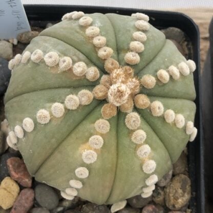 Astrophytum asterias cactus shown in pot
