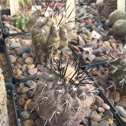 Copiapoa pepiniana cactus shown in pot