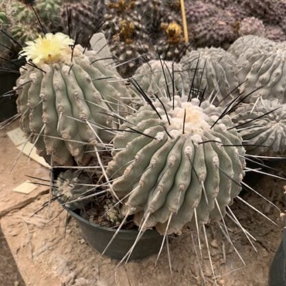 Copiapoa dealbata cactus shown in pot