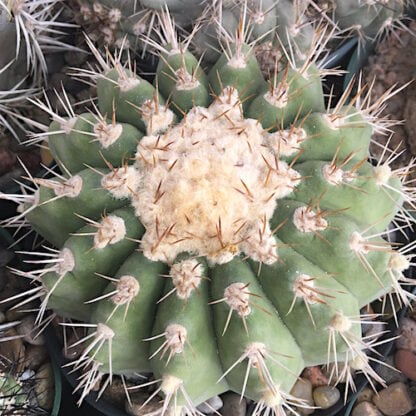 Copiapoa chanaralensis cactus shown flowering