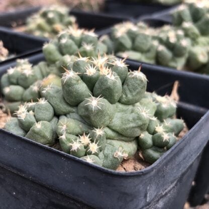Coryphantha macromeris cactus shown in pot