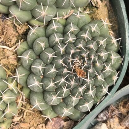 Coryphantha maiz-tablasensis cactus shown flowering