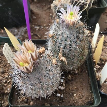 Echinomastus mariposensis cactus shown flowering