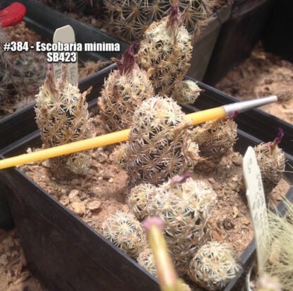 Escobaria minima cactus shown in pot