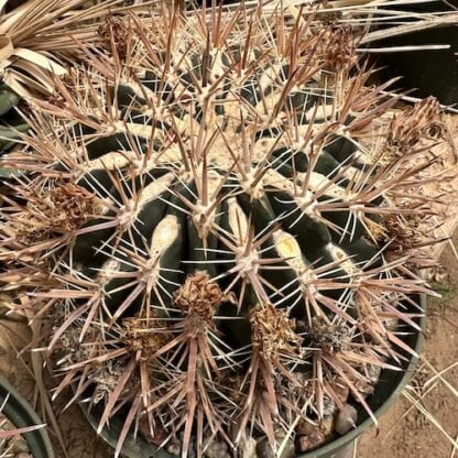 Ferocactus fordii cactus shown in pot