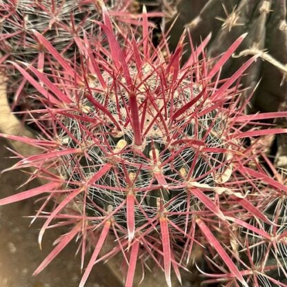 Ferocactus gracilis cactus shown in pot