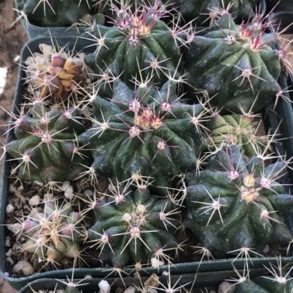 Ferocactus pilosus cactus shown in pot