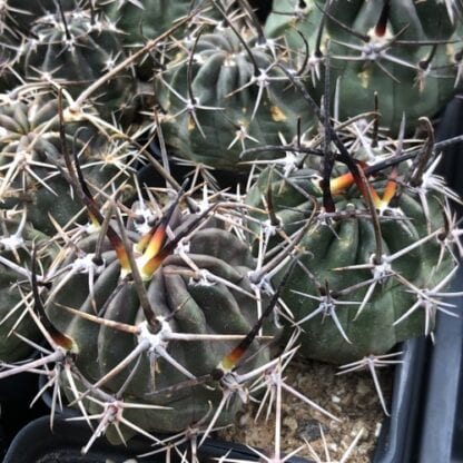 Lobivia ferox cactus shown in pot