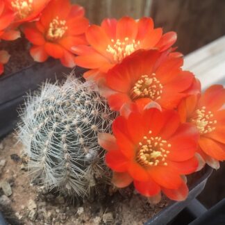 Lobivia steinmanii cactus shown flowering