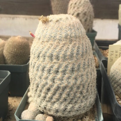Mammillaria magallanii cactus shown in pot