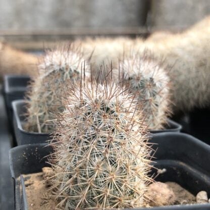 Mammillaria pottsii cactus shown in pot