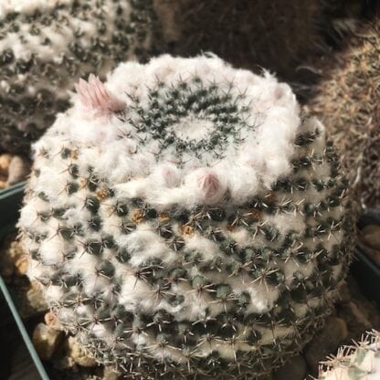 Mammillaria ritteriana cactus shown in pot