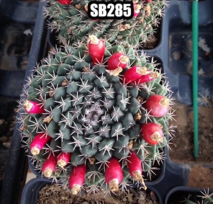 Mammillaria roseo-alba cactus shown in pot