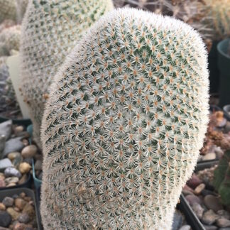 Mammillaria supertexta cactus shown in pot