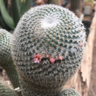 Mammillaria supertexta cactus shown flowering