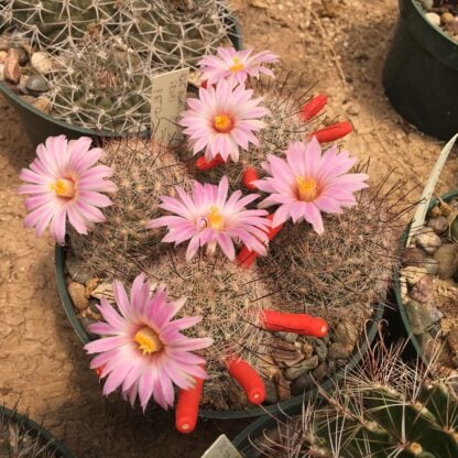 Mammillaria tetrancistra cactus shown flowering