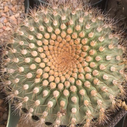 Matucana formosa cactus shown in pot