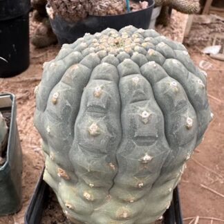 Matucana madisoniorum cactus shown in pot
