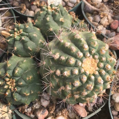 Matucana paucicostata cactus shown in pot