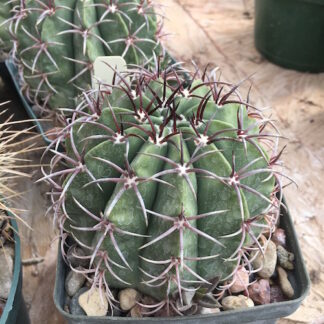 Melocactus diersianus cactus shown in pot