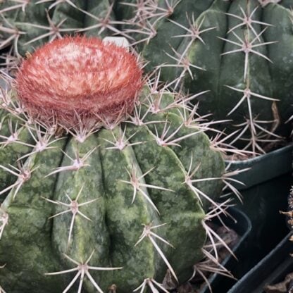 Melocactus neryi cactus shown flowering