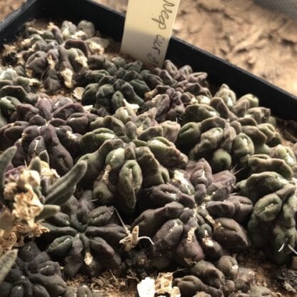 Neoporteria curvispina cactus shown in pot