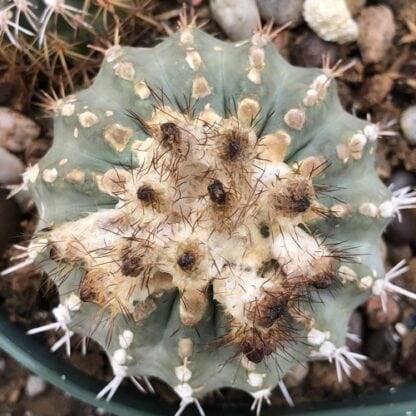 Neoporteria islayensis cactus shown flowering