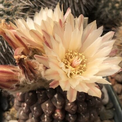 Neoporteria napina cactus shown in pot