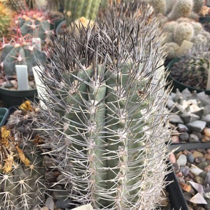 Neoporteria paucicostata cactus shown in pot