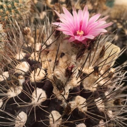 Neoporteria recondita cactus shown flowering