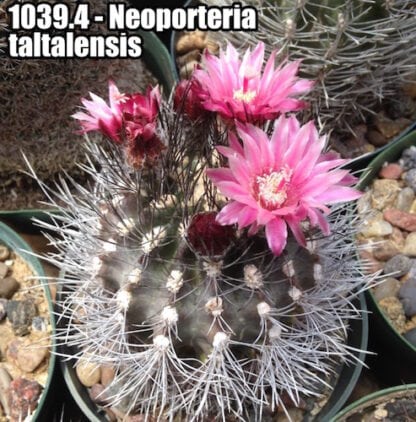 Neoporteria taltalensis cactus shown flowering