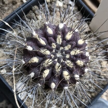 Neoporteria villosa cactus shown in pot
