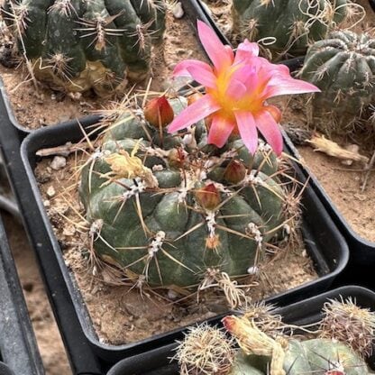 Oroya acollana cactus shown flowering