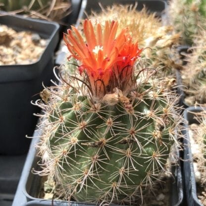 Parodia minuta cactus shown flowering