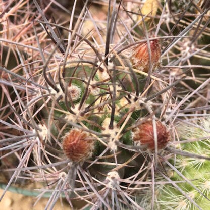 Pyrrhocactus strausianus cactus shown in pot