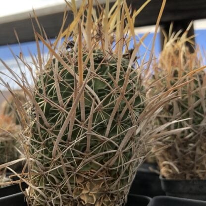 Stenocactus erectocentrus cactus shown in pot