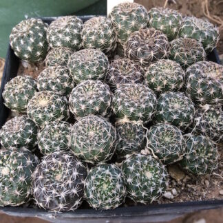 Sulcorebutia menesesii cactus shown in pot