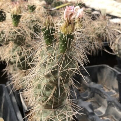 Tephrocactus alexanderi cactus shown flowering