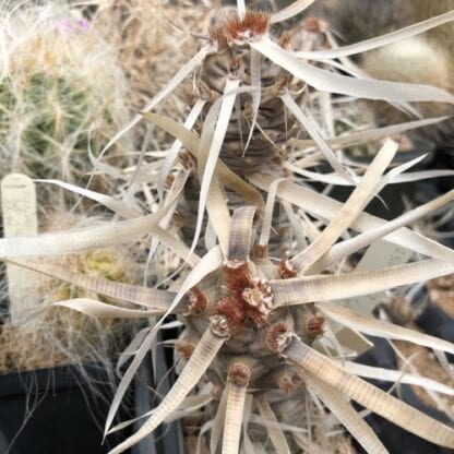 Tephrocactus articulatus cactus shown in pot