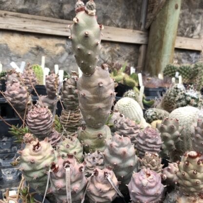 Tephrocactus articulatus cactus shown flowering