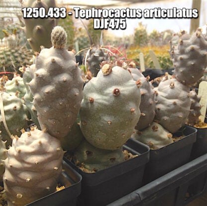 Tephrocactus articulatus cactus shown in pot
