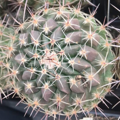 Thelocactus conothele cactus shown in pot