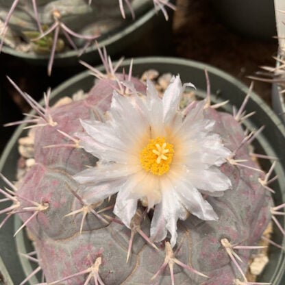 Thelocactus hexaedrophorus cactus shown flowering