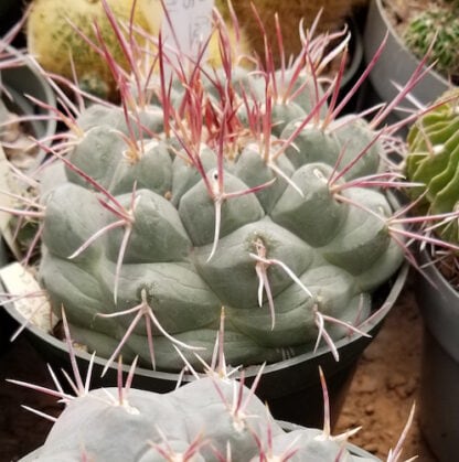 Thelocactus hexaedrophorus cactus shown in pot
